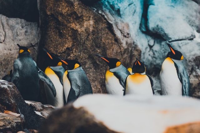 エンペラーペンギン。最も大きいペンギン。体長約130㎝