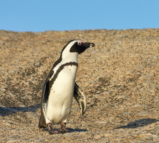 ジェンツーペンギン。最も速く泳ぐペンギンとされている。