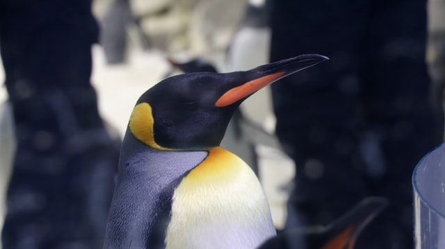 キングペンギン。外見が大人と子供で違うペンギン