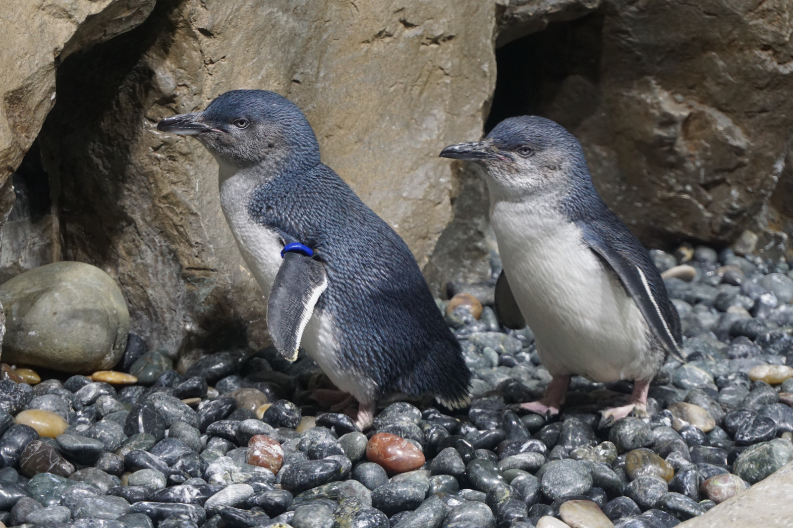 コガタペンギン。最も小さく最も古いペンギン